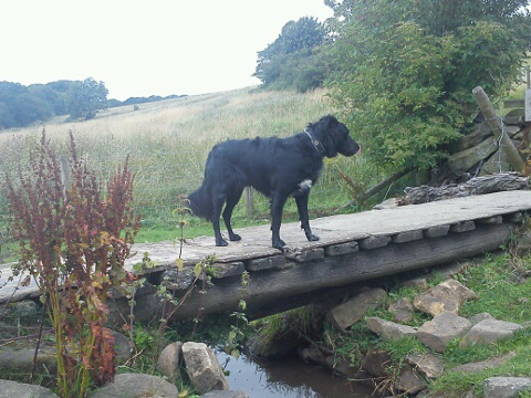 Digit exploring while walking with Michelle Digit exploring while walking with Michelle